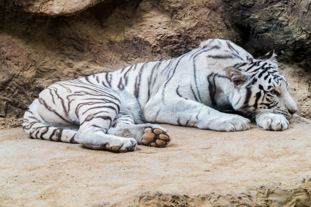 istock Closeup white tiger sleeping in cage background. White bengal tiger sleeping in open cage. (Panthera tigris ) 1284851902