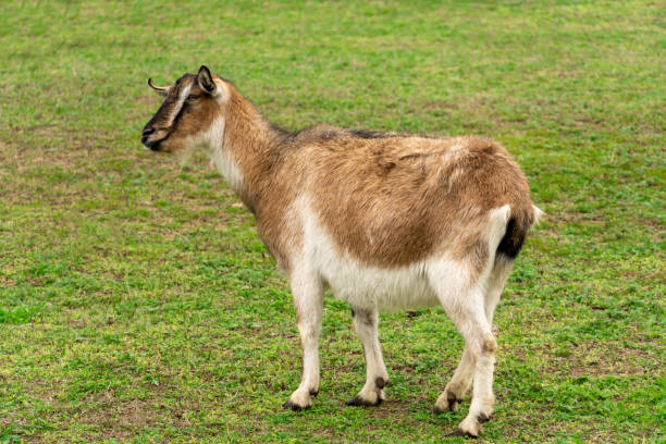 istock A goat is grazing in meadow. 1284854692