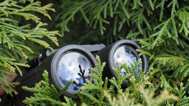 istock Person Hidden in Bush Peeping with Binoculars and Spying Others 1284854836