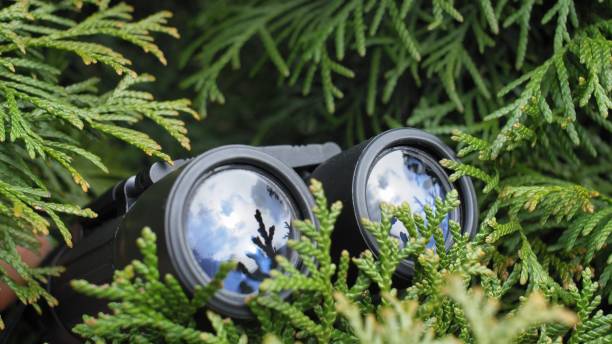 person hidden in bush peeping with binoculars and spying others - binos imagens e fotografias de stock