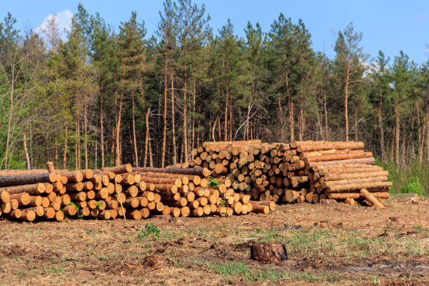 istock Stacked tree trunks felled by the logging timber industry in pine forest 1284855711