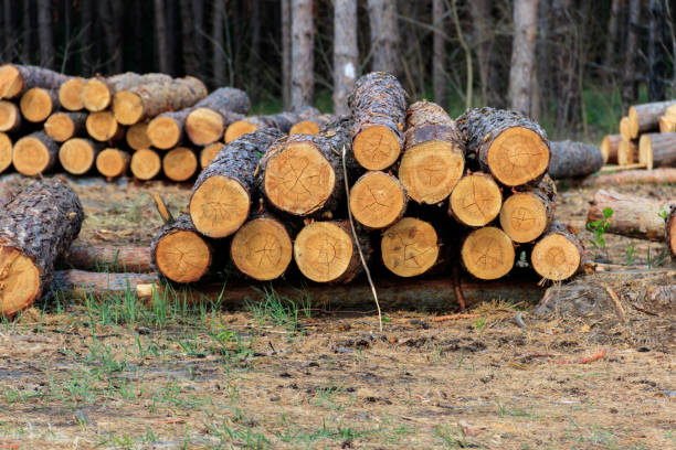istock Stacked tree trunks felled by the logging timber industry in pine forest 1284855714