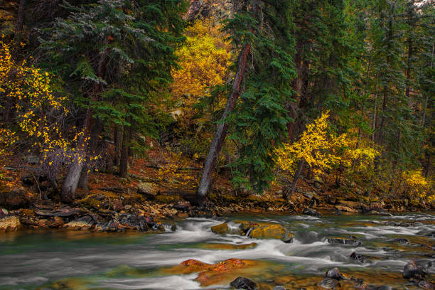 istock Autumn woods in Colorado 1284856748
