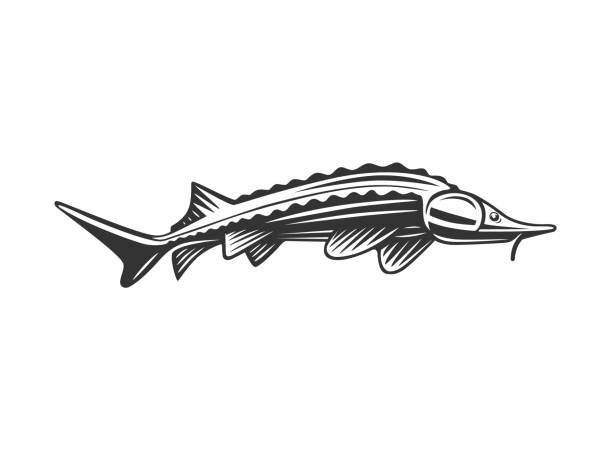 Fish illustration. Fresh seafood sturgeon template design. Monochrome illustration with a sturgeon for design on a fishing theme. sturgeon fish stock illustrations