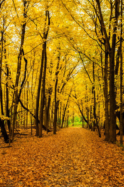 istock Golden path in the woods at autumn 1284857800