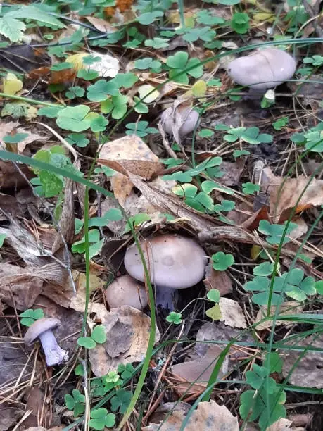 Edible mushroom Row purple in its natural environment. Group of mushrooms in the autumn forest