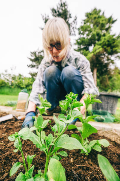 istock Healthy plants and good soil just need sun and water 1284858943