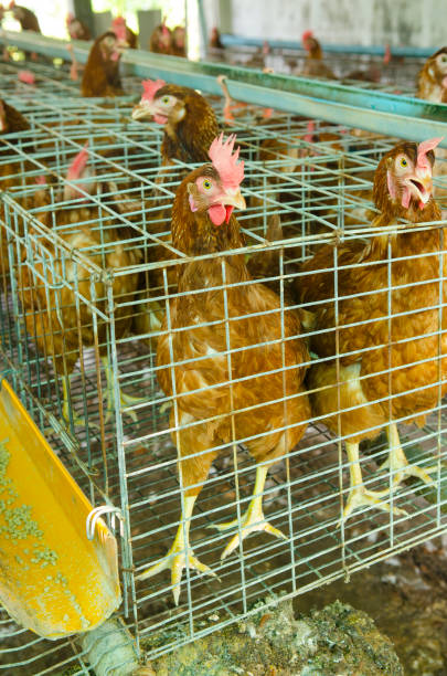 istock Chickens eggs on the local farm, Thailand. 1284859836