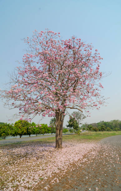 istock Beautiful pink flowers in nature. 1284859946