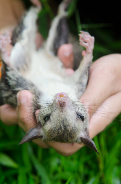 istock Flying squirrel in the hands of researchers. 1284860022