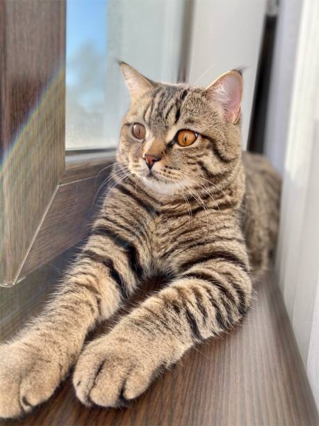 istock A tabby brown Scottish cat with yellow-orange eyes sits on a windowsill. 1284861057