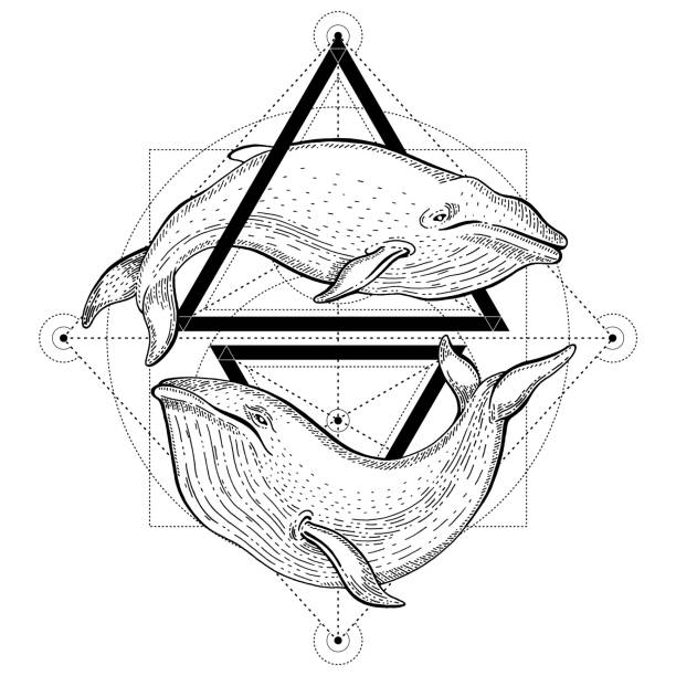 Blue whale tattoo. Geometric vector illustration with triangles and sea animals. Sketch logo in hipster vintage style. Hand drawn whales art, black line engraved poster isolated on white background Blue whale tattoo. Geometric vector illustration with triangles and sea animals. Sketch logo in hipster vintage style. Hand drawn whales art, black line engraved poster isolated on white background baleen whale stock illustrations