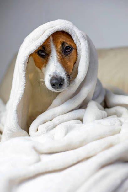 istock funny jack russell terrier sitting with a white blanket thrown on top, comfort, vertical, 1284861661