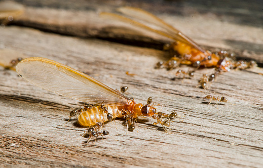Ants Fighting Termites