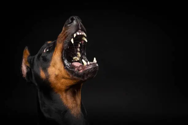 Portrait of a Doberman dog on an isolated black background. Studio shot, close-up.