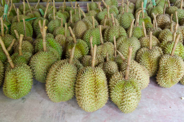 istock Durian,delicious famous fruit in Thailand, Close up 1284862477