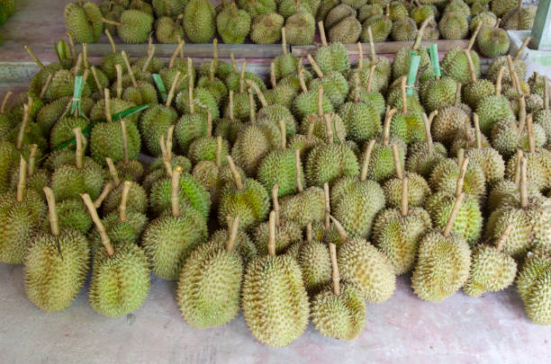 istock Durian,delicious famous fruit in Thailand, Close up 1284862597