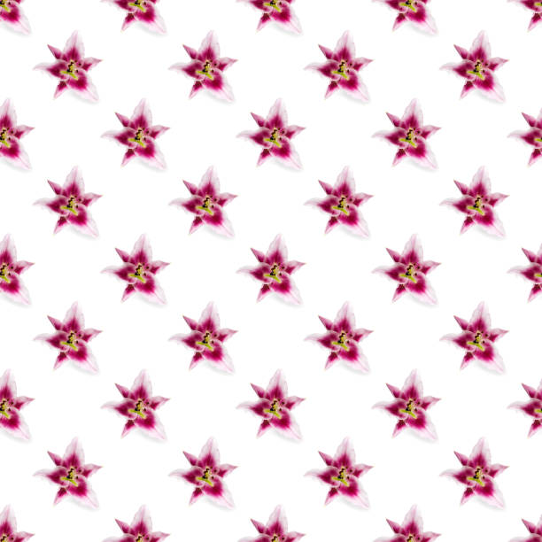 seamless pattern of pink Lily flower bloom. Pink lily flowers over white background seamless texture. flat lay flower pattern