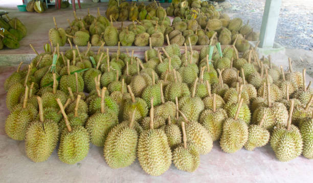 istock Durian,delicious famous fruit in Thailand, Close up 1284863487