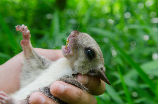 istock Flying squirrel in the hands of researchers. 1284863562
