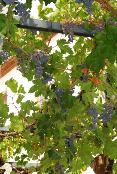 red grapes on the vine, priego de cordoba, spain. - 13448 imagens e fotografias de stock