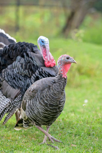 istock turkey next to turkeycock against blurred natural background 1284863973