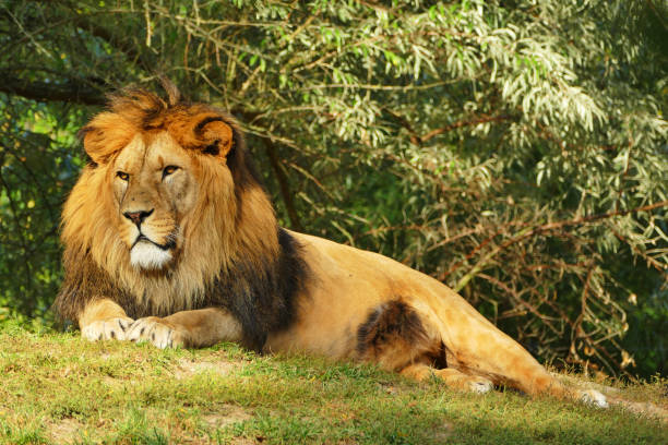istock Single male lion waiting for prey 1284864014