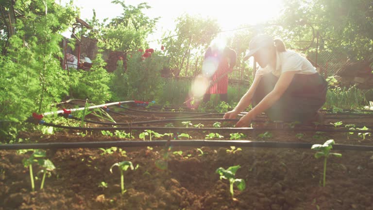 Smart Farming. Family doing irrigation system in vegetable garden. Eco friendly Agriculture.