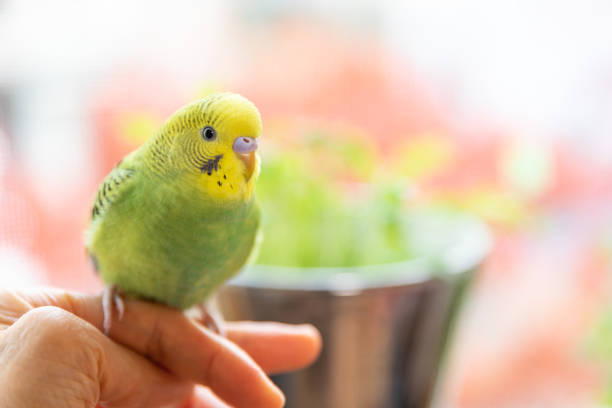 pájaro mascota sentado en el dedo del propietario - pets friendship green small fotografías e imágenes de stock
