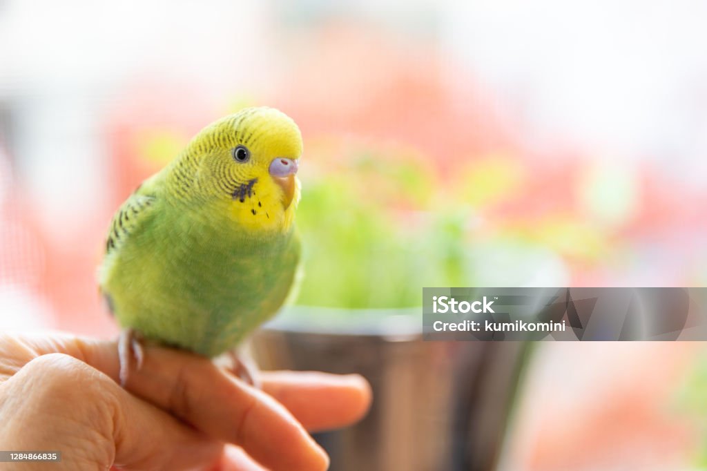 Pet bird sitting on owner's finger Budgerigar Stock Photo