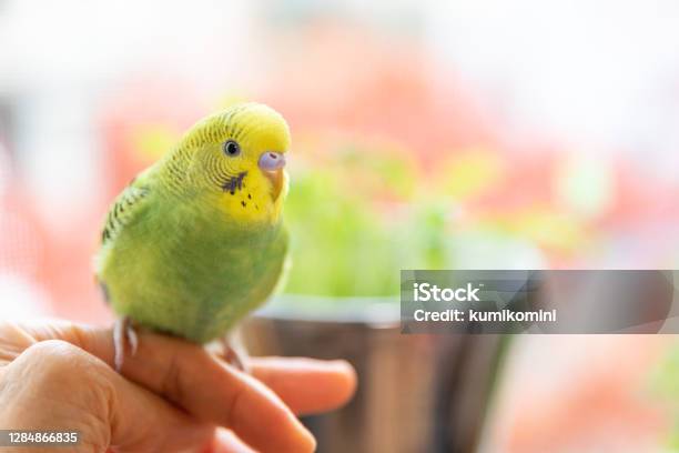 Pet Bird Sitting On Owners Finger Stock Photo - Download Image Now - Budgerigar, Parakeet, Bird