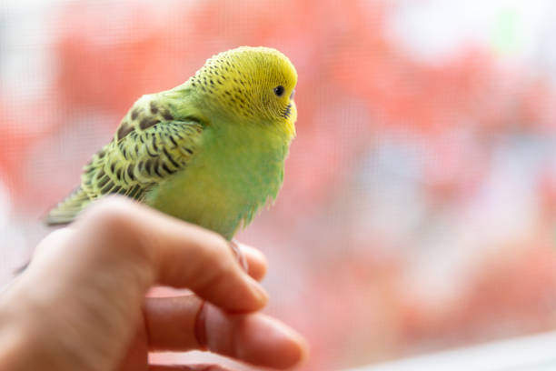 istock Pet bird sitting on owner's finger 1284866941