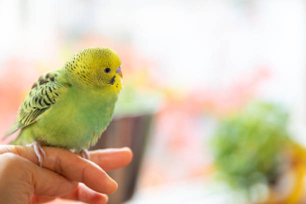 istock Pet bird sitting on owner's finger 1284867147