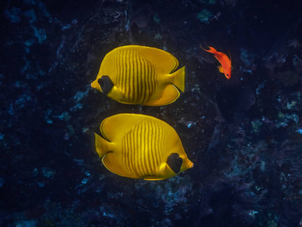 two blue cheeked butterflyfish flows over each other in the sea