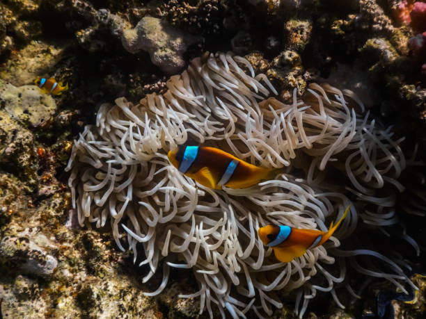 istock two anemone fish with baby at the sea bottom while diving 1284868438