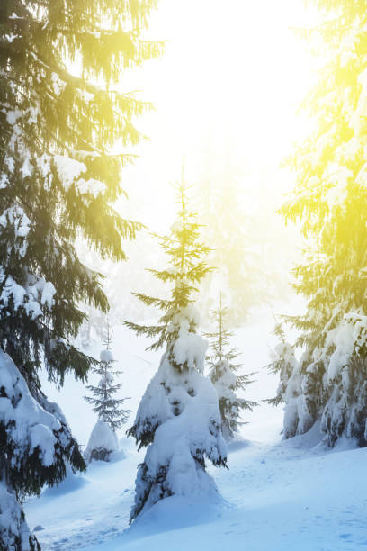 istock winter snowbound forest in a rays of sun scene 1284868789