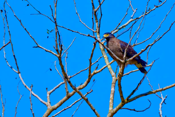 istock Crested Serpent Eagle, Royal Bardia National Park, Nepal 1284870137
