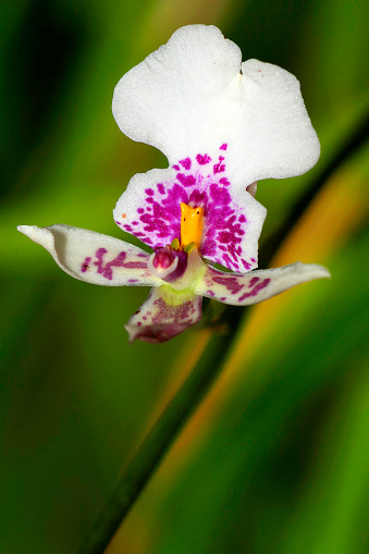 Tropical Orchid, Orchidaceae, Tropical Rainforest, Amazonia, Ecuador, America