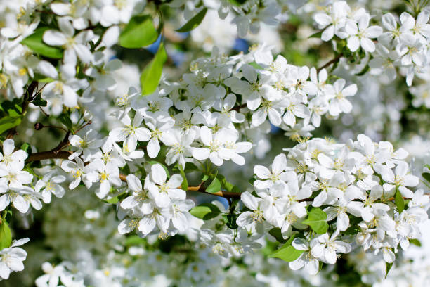 istock White blooming flowers apple tree branches fresh green leaves blurred bokeh background closeup, beautiful spring cherry blossom, sakura in bloom, summer nature garden, lush flowering orchard wallpaper 1284871906