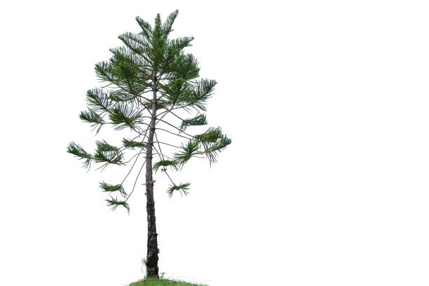 istock A pine tree trunk with leaves branches on white isolated background for green foliage backdrop and copy space 1284874313
