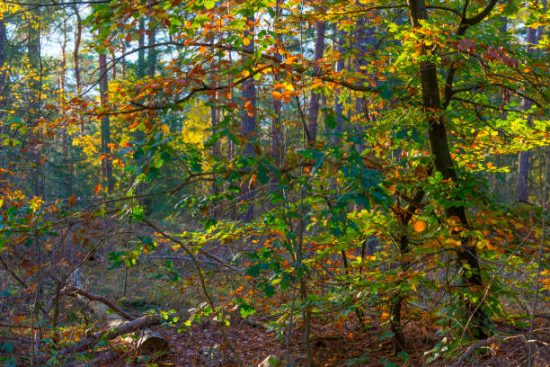 istock Trees in autumn colors in a forest in bright sunlight at fall 1284875988