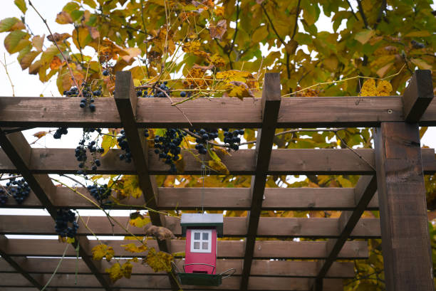 istock decorative bird feeder hanging from gazebo with grapes 1284876130