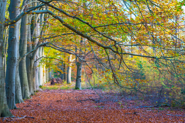 istock Trees in autumn colors in a forest in bright sunlight at fall 1284876194