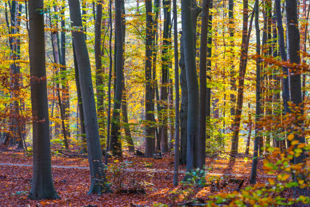 istock Trees in autumn colors in a forest in bright sunlight at fall 1284877110