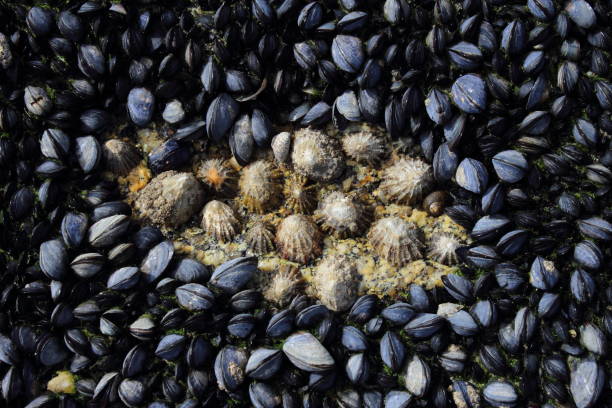 istock Wild mussels in nature 1284877542