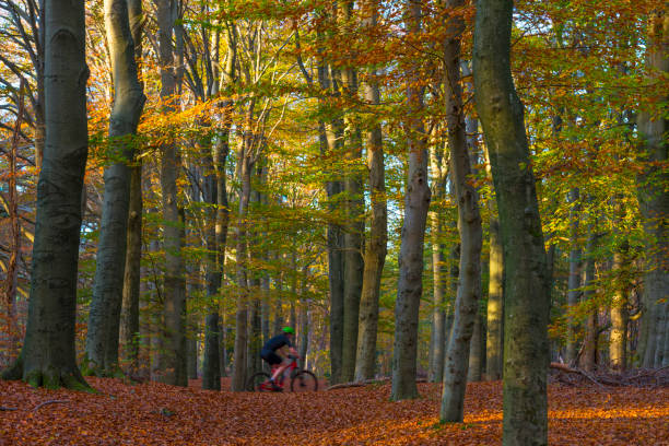 Mountain biker cycling on a path in a forest with trees in autumn colors in bright sunlight at fall, Baarn, Lage Vuursche, Utrecht, The Netherlands, November 9, 2020
