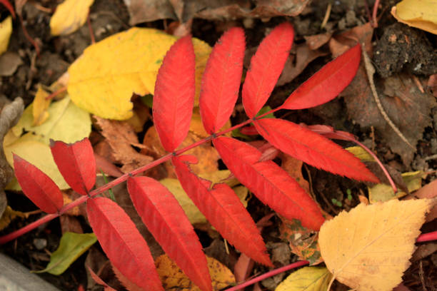 Colorful autumn leaves on nature background