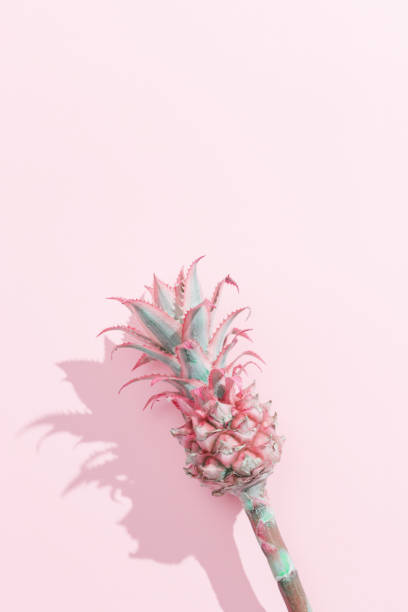 istock Dwarf Ornamental Pineapple mini pink flower on pink paper background. One tropical bloom per stem, view from above. 1284879393