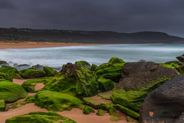 Overcast sunrise seascape with vivid green mossy rocks at Killcare Beach on the Central Coast, NSW, Australia.