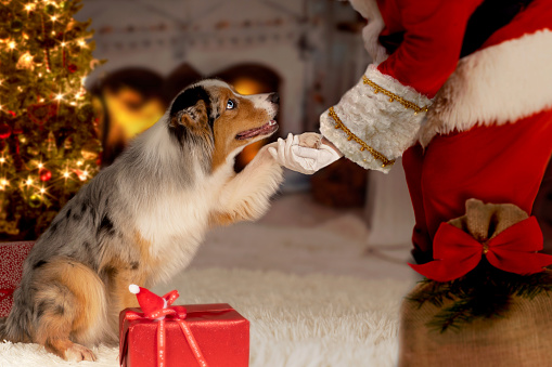 Dog gives Santa Claus his paw, sits in front of Christmas tree and open fireplace with fire. Santa Claus bends down to dog.